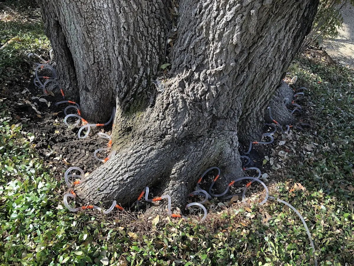 Detailed Tree Cabling and Bracing job site in Arapaho