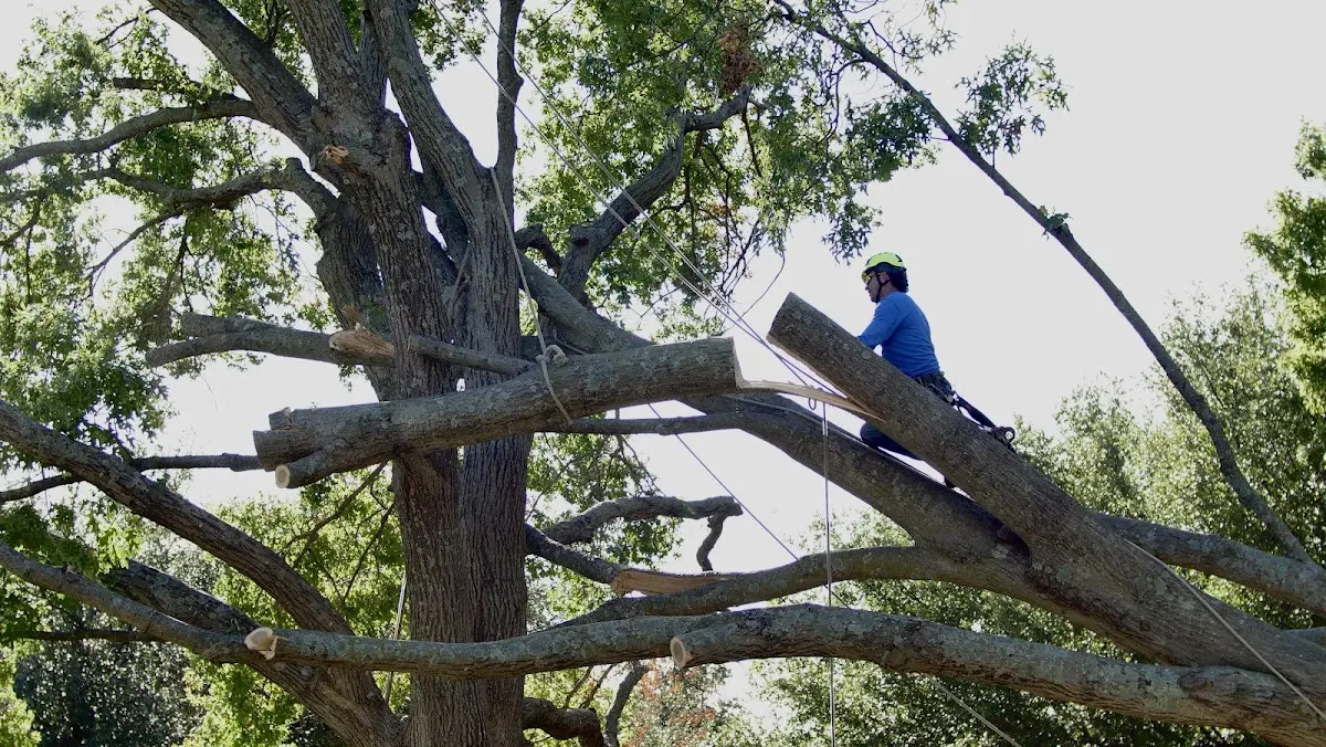 Professional Crown Thinning performed by certified arborists in Arapaho