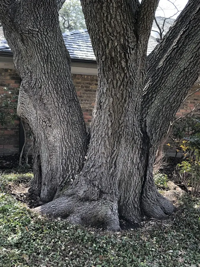 Mature heritage tree close to a Arapaho property cared for by certified arborists